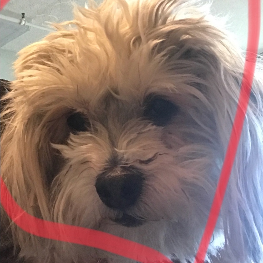 Meet your Posher, Carrie